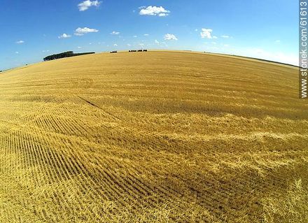 Aerial view of harvested wheat field - Durazno - URUGUAY. Photo #61613