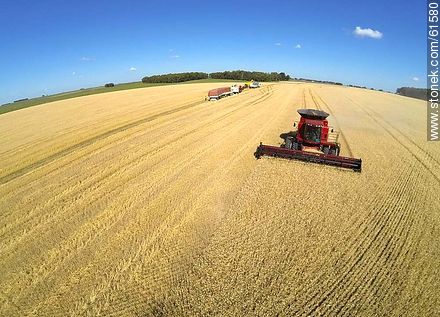 Aerial photo of a combine in a wheat field - Durazno - URUGUAY. Photo #61580