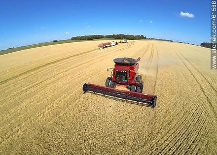 Aerial photo of a combine in a wheat field - Durazno - URUGUAY. Photo #61588