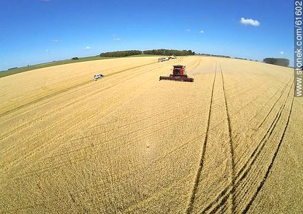 Aerial photo of a combine in a wheat field - Durazno - URUGUAY. Photo #61602