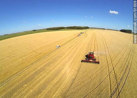 Aerial photo of a combine in a wheat field - Durazno - URUGUAY. Photo #61609