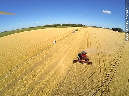 Aerial photo of a combine in a wheat field - Durazno - URUGUAY. Photo #61615