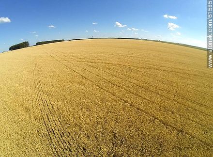 Aerial view of harvested wheat field - Durazno - URUGUAY. Photo #61585