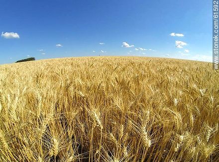 Aerial Photo of a wheatfield to harvest soon - Durazno - URUGUAY. Foto No. 61592
