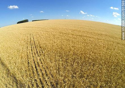 Aerial Photo of a wheatfield to harvest soon - Durazno - URUGUAY. Photo #61599