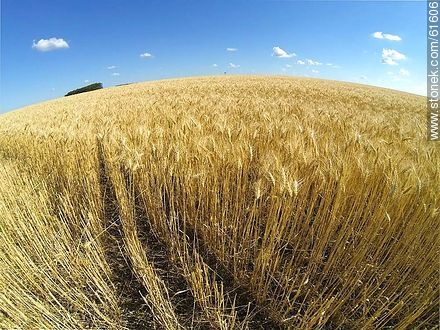 Aerial Photo of a wheatfield to harvest soon -  - URUGUAY. Photo #61606