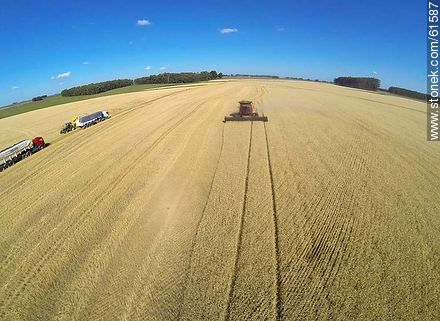 Aerial photo of a combine in a wheat field - Durazno - URUGUAY. Photo #61587