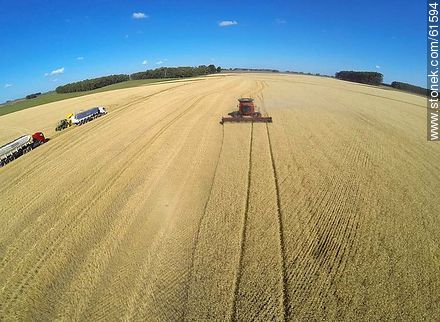 Aerial photo of a combine in a wheat field - Durazno - URUGUAY. Photo #61594