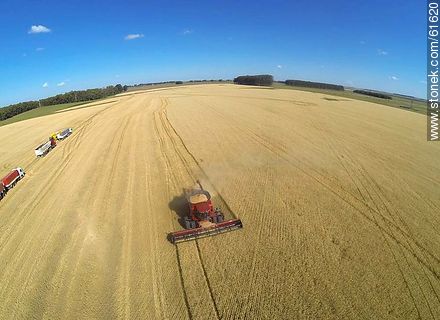 Aerial photo of a combine in a wheat field - Durazno - URUGUAY. Photo #61620