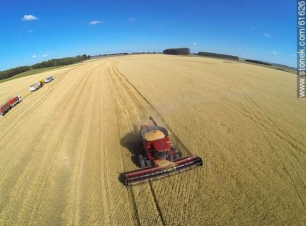Aerial photo of a combine harvester in a wheat field - Durazno - URUGUAY. Photo #61626
