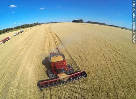 Aerial photo of a combine in a wheat field - Durazno - URUGUAY. Photo #61581