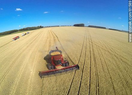Aerial photo of a combine in a wheat field - Durazno - URUGUAY. Photo #61589