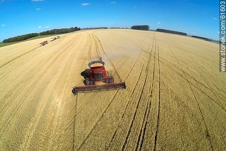 Aerial photo of a combine in a wheat field - Durazno - URUGUAY. Photo #61603