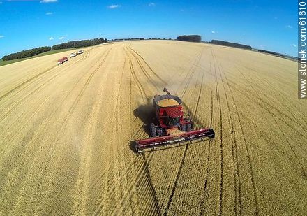 Aerial photo of a combine in a wheat field - Durazno - URUGUAY. Photo #61610