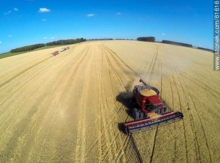 Aerial photo of a combine harvester in a wheat field - Durazno - URUGUAY. Photo #61616