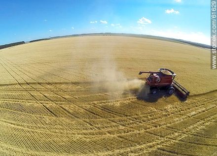 Aerial photo of a combine in a wheat field - Durazno - URUGUAY. Photo #61629