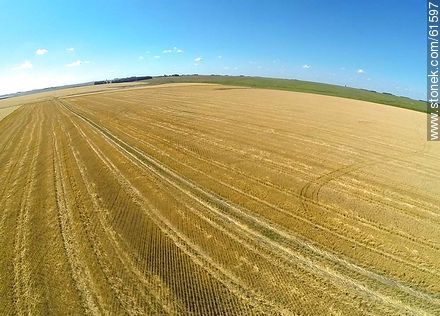 Aerial view of harvested wheat field - Durazno - URUGUAY. Photo #61597