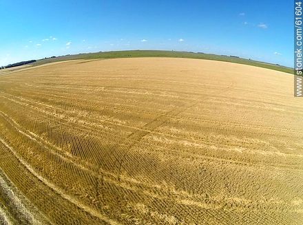 Aerial view of harvested wheat field - Durazno - URUGUAY. Photo #61604