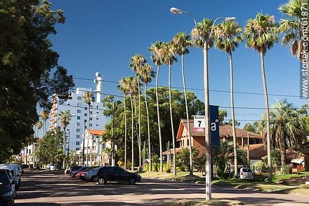 Tall palm trees on the Rambla - Department of Canelones - URUGUAY. Foto No. 61871