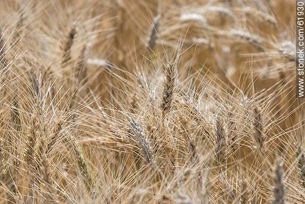 Ears of wheat ready to be harvested -  - MORE IMAGES. Photo #61930