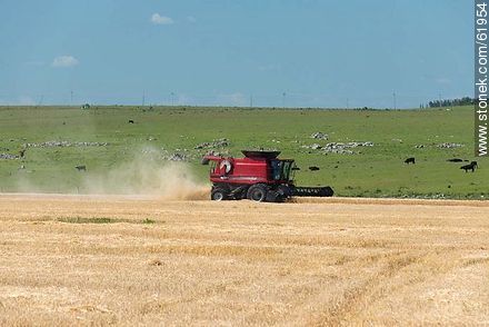 Massey Ferguson combine harvester on a wheat field -  - URUGUAY. Photo #61954