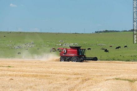 Massey Ferguson combine harvester on a wheat field - Durazno - URUGUAY. Foto No. 61960