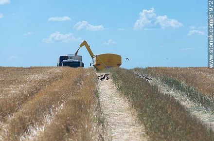 Massey Ferguson combine in a cornfield. Grain decant - Durazno - URUGUAY. Photo #61972
