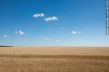 Wheat to be harvested, sky with cloud flakes and a windmill -  - URUGUAY. Photo #61925