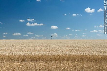 Wheat to be harvested, sky with cloud flakes and a windmill - Durazno - URUGUAY. Foto No. 61927