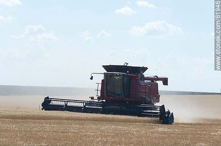 Massey Ferguson combine harvester on a wheat field - Durazno - URUGUAY. Photo #61946