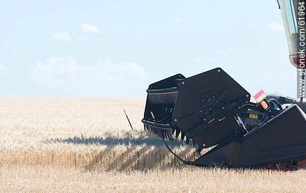 Massey Ferguson combine harvester on a wheat field -  - MORE IMAGES. Photo #61964
