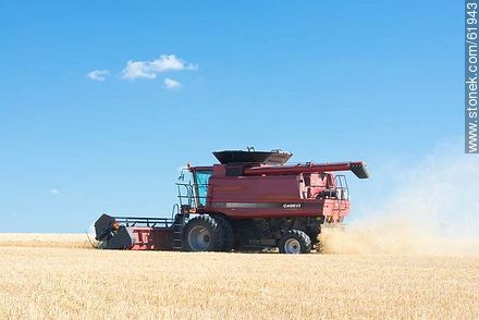 Massey Ferguson combine harvester on a wheat field - Durazno - URUGUAY. Photo #61943