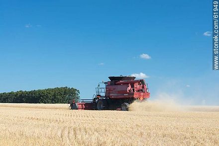 Massey Ferguson combine harvester on a wheat field -  - URUGUAY. Photo #61949