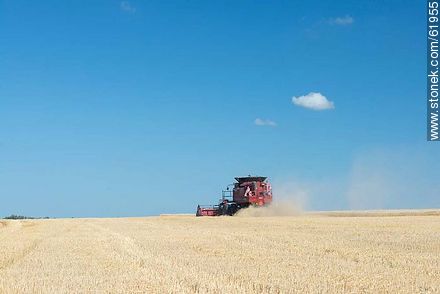Massey Ferguson combine harvester on a wheat field - Durazno - URUGUAY. Photo #61955