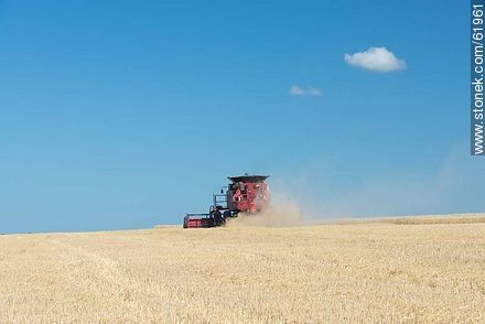 Massey Ferguson combine harvester on a wheat field - Durazno - URUGUAY. Photo #61961