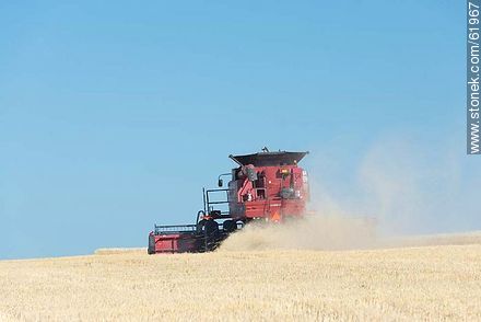 Massey Ferguson combine harvester on a wheat field - Durazno - URUGUAY. Photo #61967