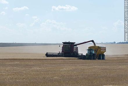 Massey Ferguson combine in a cornfield. Grain decant - Durazno - URUGUAY. Foto No. 61986