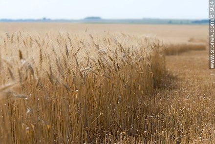 Ears of wheat ready to be harvested -  - MORE IMAGES. Photo #61934