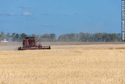 Massey Ferguson combine harvester on a wheat field -  - URUGUAY. Photo #61974