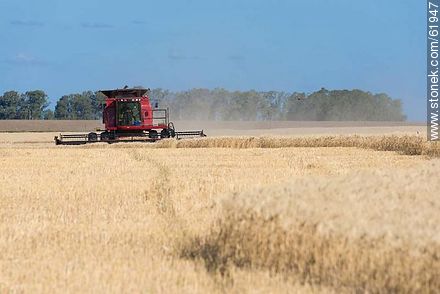 Massey Ferguson combine harvester on a wheat field -  - URUGUAY. Photo #61947