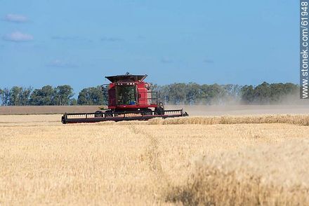 Massey Ferguson combine harvester on a wheat field -  - MORE IMAGES. Photo #61948