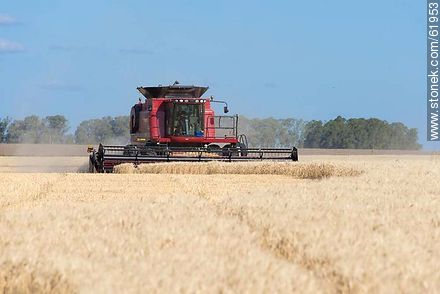 Massey Ferguson combine harvester on a wheat field -  - MORE IMAGES. Photo #61953