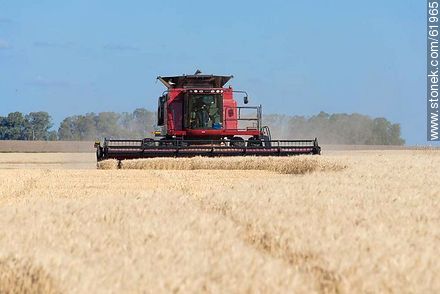 Massey Ferguson combine harvester on a wheat field -  - URUGUAY. Photo #61965