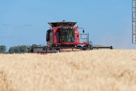 Massey Ferguson combine harvester on a wheat field - Durazno - URUGUAY. Photo #61985