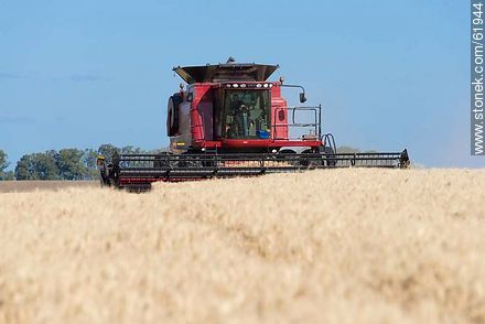 Massey Ferguson combine harvester on a wheat field -  - URUGUAY. Photo #61944