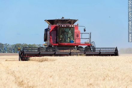 Massey Ferguson combine harvester on a wheat field -  - MORE IMAGES. Photo #61956