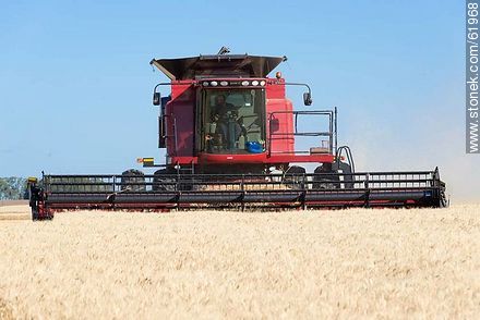 Massey Ferguson combine harvester on a wheat field -  - URUGUAY. Photo #61968