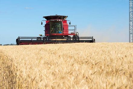 Massey Ferguson combine harvester on a wheat field - Durazno - URUGUAY. Photo #61980