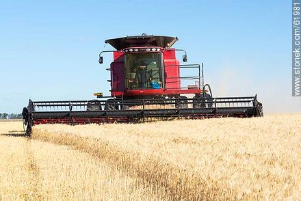 Massey Ferguson combine harvester on a wheat field -  - MORE IMAGES. Photo #61981