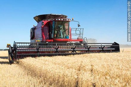 Massey Ferguson combine harvester on a wheat field -  - MORE IMAGES. Photo #61951